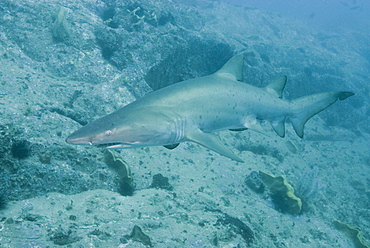 Grey Nurse Shark (Ginglymostoma cirratum). South West Rocks, NSW, Australia