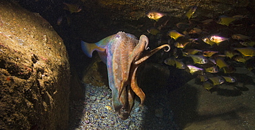 Giant Cuttle Fish. South West Rocks, NSW, Australia      (rr)