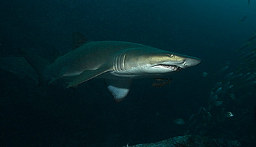 Grey Nurse Shark (Ginglymostoma cirratum). South West Rocks, NSW, Australia