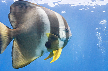 Bat Fish (Platax obicularis). South West Rocks, NSW, Australia      (rr)