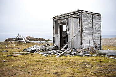 Trapers Cabin. fuglehuken (bird), Svalbard, Norway