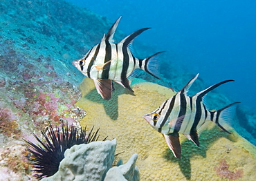 fish sp (currently unidentified). South West Rocks, NSW, Australia