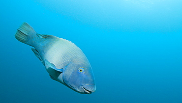 Blue Grouper. South West Rocks, NSW, Australia