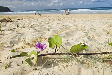 Flower growing out of the sand on beach. South West Rocks, NSW, Australia