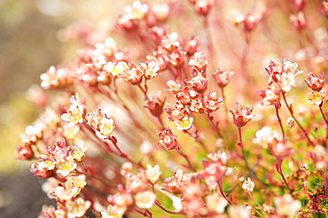 Arctic Flora. Svalbard, Norway