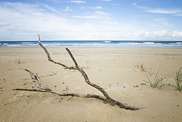 Driftwood on the beach. South West Rocks, NSW, Australia