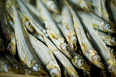 Fish laid out for sale. Yuzho Sakhalinsk, Siberia, Russia