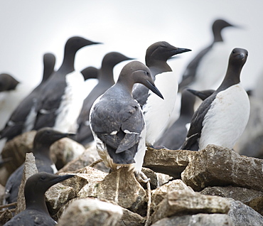 Common Murres (Uria aalge). Tyuleniy Island, Kuril Islands, Russia