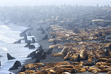 Stellers Sea Lion (Eumetopias jubatus) Rookery. Tyuleniy Island, Kuril Islands, Russia