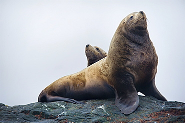 Steller Sea Lions (Eumetopias jubatus). Kuril Islands, Russia