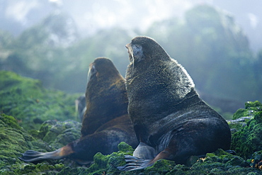 Fur Seals. Kuril Islands, Russia