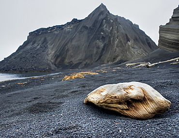 Driftwood on black sand beach. Kamchatka Peninsular, Russia