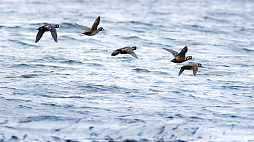 Birds in flight across the water. Kamchatka Peninsular, Russia