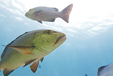 Cod (Epinephelus tukula). Cains, Queensland, Australia