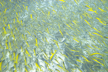 fish sp (currently unidentified). South West Rocks, NSW, Australia