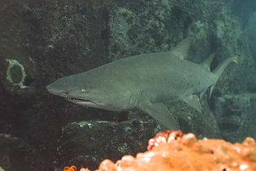 Grey Nurse shark (Ginglymostoma cirratum). South West Rocks, NSW, Australia      (rr)