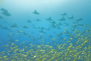 schooling eagle rays, sting rays. South West Rocks, NSW, Australia       (rr)