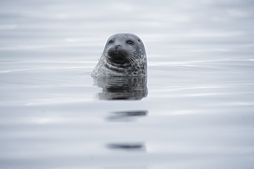 Harbour Seal (Phoca vitulina) Rookery. Svalbard, Norway