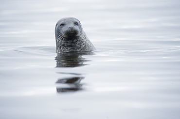 Harbour Seal (Phoca vitulina) Rookery. Svalbard, Norway