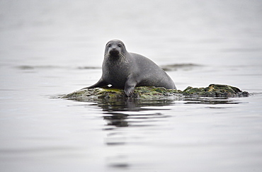 Harbour Seal (Phoca vitulina) Rookery. Svalbard, Norway     (rr)