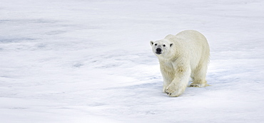 Polar Bear. Longyearbyen,  Nordaustlandet, South Severn Is, Svalbard, Norway