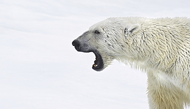 Polar Bear. Longyearbyen,  Nordkappsundet, Nordaustlandet,, Svalbard, Norway