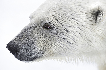 Polar Bear. Longyearbyen,  Nordaustlandet, South Severn Is, Svalbard, Norway
