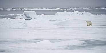 Polar Bear. Longyearbyen,  Nordaustlandet, South Severn Is, Svalbard, Norway