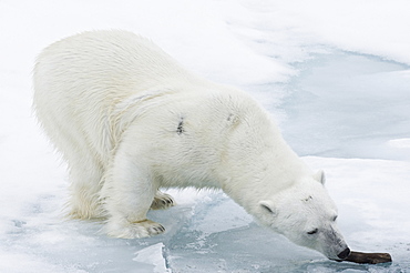 Polar Bear. Longyearbyen,  Nordaustlandet, South Severn Is, Svalbard, Norway