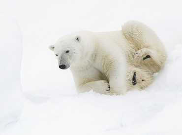 Polar Bear. Longyearbyen,  Nordaustlandet, South Severn Is, Svalbard, Norway