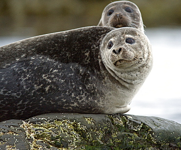 Harbour Seal (Phoca vitulina) Rookery. Svalbard, Norway