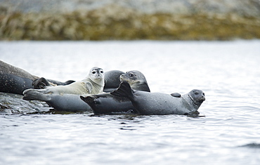 Harbour Seal (Phoca vitulina) Rookery. Svalbard, Norway     (rr)