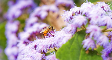 08/04/2009. Santa Cruz, Tenerife Island, Spain. Botanical Gardens, flowers with bee. Santa Cruz, Botanic Gardens, Tenerife Island. Canary Islands