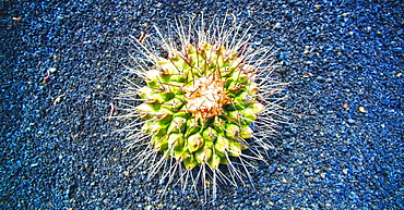 Cactus, Plant, Spines. Arrecife, Jardin De Cactus, Cactus Garden, Lanzarote. Canary Islands