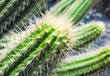 Jardin de Cactus (Cactus Garden) created by CÃ©sar Manrique. Arrecife, Jardin De Cactus, Cactus Garden, Lanzarote. Canary Islands