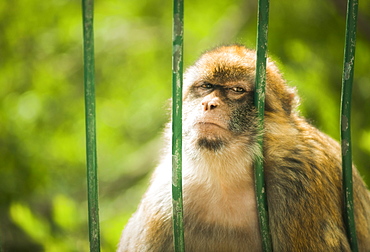 12/04/2009, Gibraltar The Rock, Barbary Macaques. City Of Gibraltar, Gibraltar Strait . UK