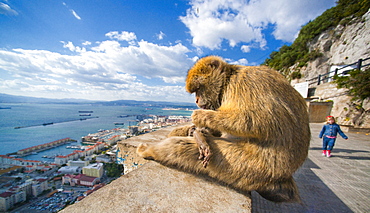 The Rock, Pillar of Hercules or Calpe, Barbary Macaques. City Of Gibraltar, Apes Den, Gibraltar Strait . UK