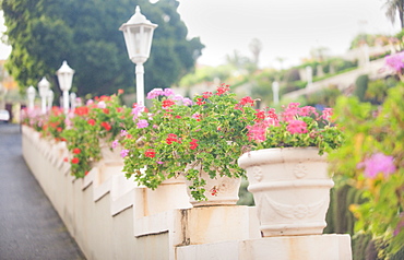 Spain, EspaÂ–a, Canary Islands, Canarias, Tenerife, La Orotava, Jardines del Marquesado de la Quinta Roja. Santa Cruz, Tenerife Island. Canary Islands