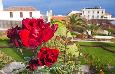 Spain, EspaÂ–a, Canary Islands, Canarias, Tenerife, La Orotava, Jardines del Marquesado de la Quinta Roja. Santa Cruz, Tenerife Island. Canary Islands