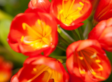 08/04/2009. Santa Cruz, Tenerife Island, Spain. Botanical Gardens, dlowers. Santa Cruz, Tenerife Island. Canary Islands