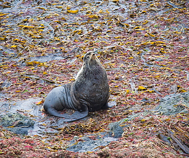 Wild Large Male Northern fur seal ( Callorhinus ursinus ), Solo,  Endangered, part of massive colony, being territorial, Bering Islands (Bering Sea), Russia, Asia. 