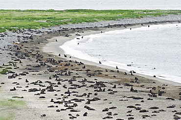 Wild  Male and Female  Northern fur seals ( Callorhinus ursinus ) and few Steller Sea lions (Eumetopias jubatus), Endangered, Colony, Bering Islands (Bering Sea), Russia, Asia. 