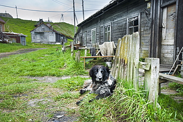  Captive Male Dog by house in residential town center, Nikolskoye Village (Bering Sea), Russia, Asia