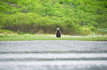 RUS, 2008: Kamchatkan Brown Bear (Ursus arctos beringianus, Ursus arctos piscator), Yuzhnaya Glybokaya Bay (Bering Sea) Russia, Asia