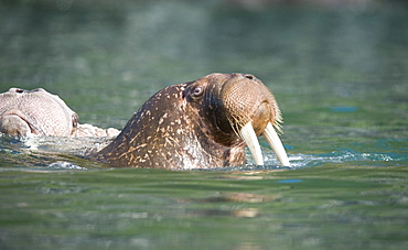 Wild Males Walrus (Odobenus rosmarus), Endangered, Haul out, colony, Bogoslov Island (Bering Sea) Russia, Asia