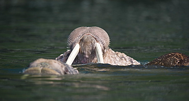 Wild Males Walrus (Odobenus rosmarus), Endangered, Haul out, colony, Bogoslov Island (Bering Sea) Russia, Asia