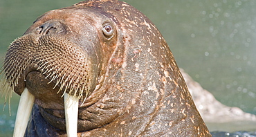 Wild Males Walrus (Odobenus rosmarus), Endangered, Haul out, colony, Bogoslov Island (Bering Sea) Russia, Asia