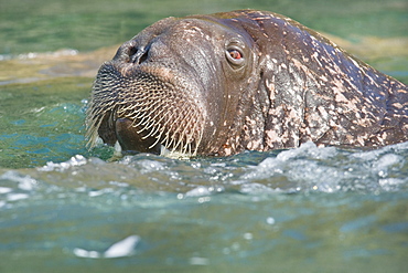 Wild Males Walrus (Odobenus rosmarus), Endangered, Haul out, colony, Bogoslov Island (Bering Sea) Russia, Asia