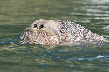 Wild Males Walrus (Odobenus rosmarus), Endangered, Haul out, colony, Bogoslov Island (Bering Sea) Russia, Asia