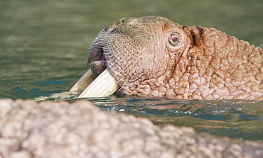 Wild Males Walrus (Odobenus rosmarus), Endangered, Haul out, colony, Bogoslov Island (Bering Sea) Russia, Asia